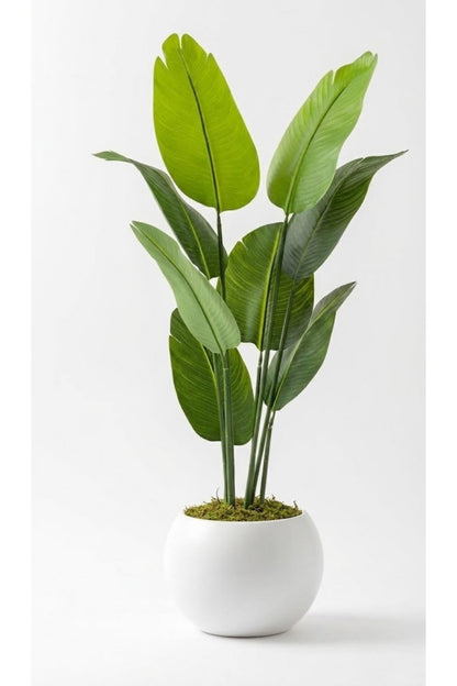 Yapay Geniş Yapraklı Starliçe Ağacı