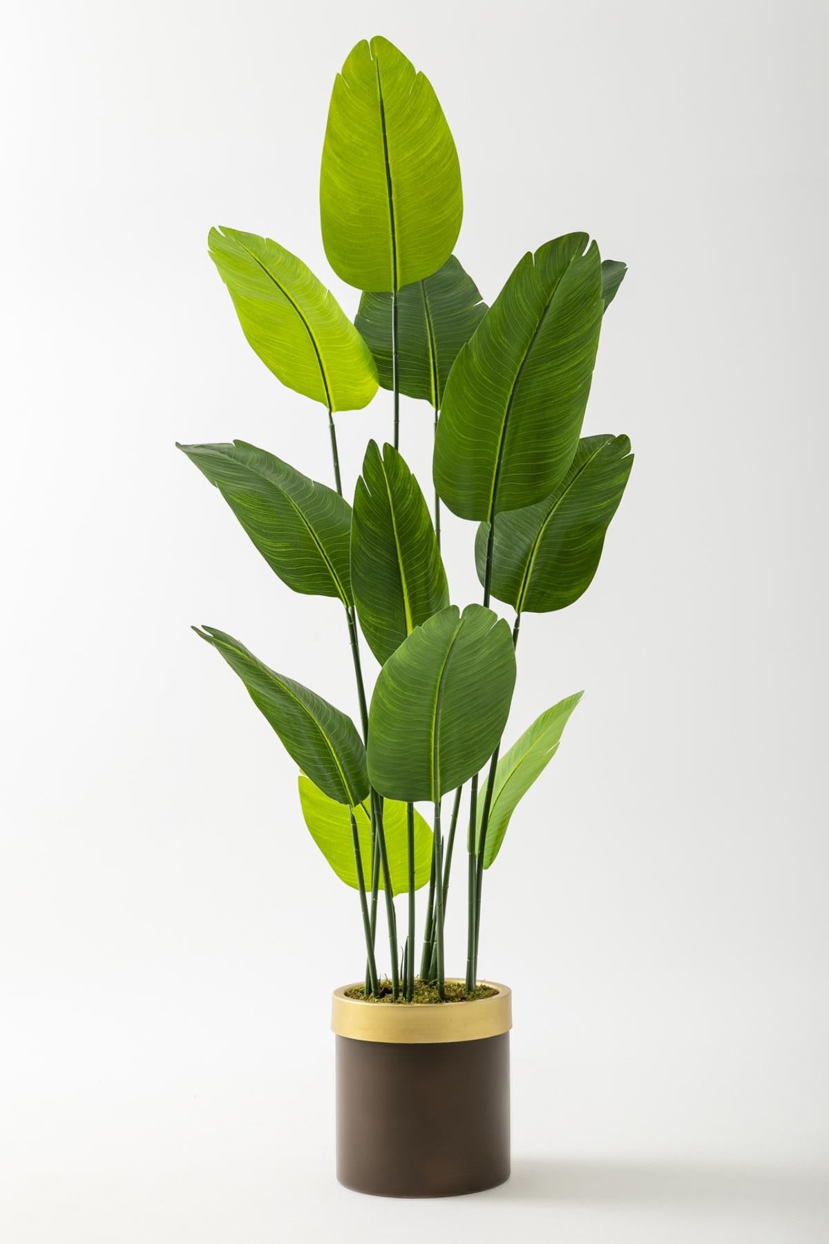 Yapay Geniş Yapraklı Starliçe Ağacı