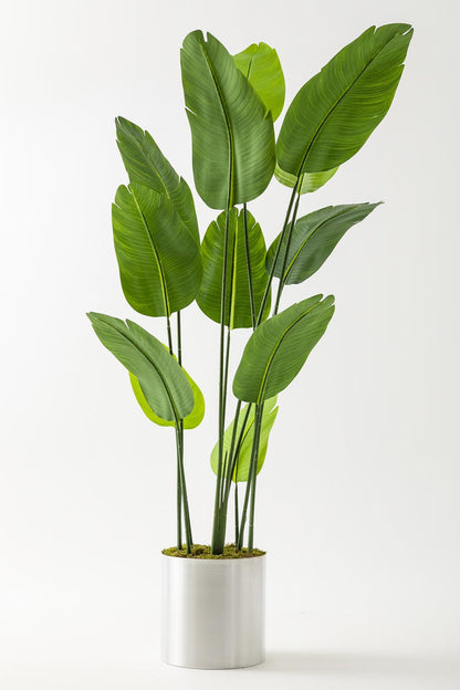 Yapay Geniş Yapraklı Starliçe Ağacı