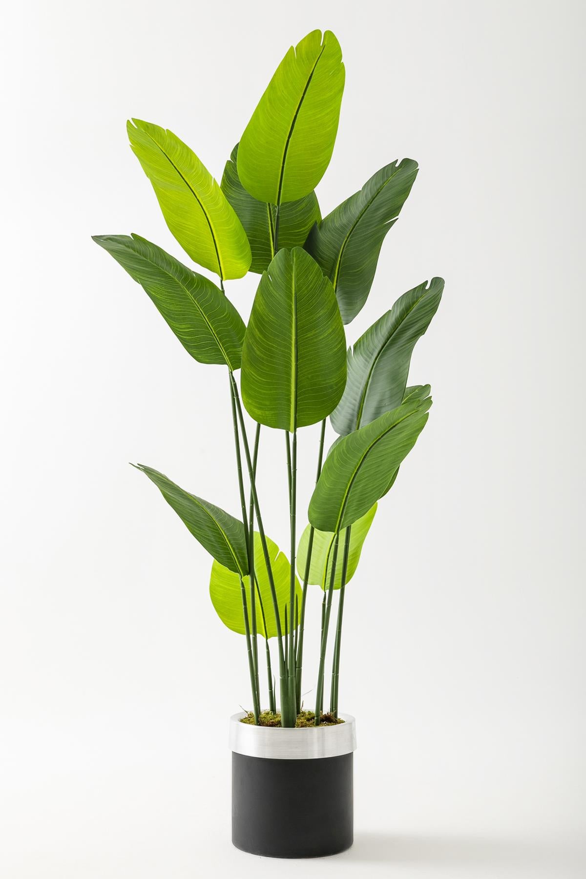 Yapay Geniş Yapraklı Starliçe Ağacı