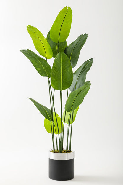 Yapay Geniş Yapraklı Starliçe Ağacı