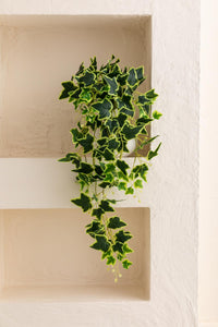 Yapay Hedera Sarmaşık 100 Cm 9 Dal