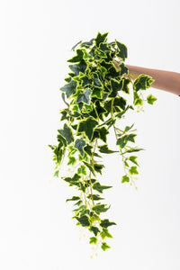 Yapay Hedera Sarmaşık 100 Cm 9 Dal Yeşil Sarı