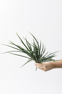 Yapay İnce Saz Demeti Koyu Yeşil 50 Cm 7 Dal(Uv)