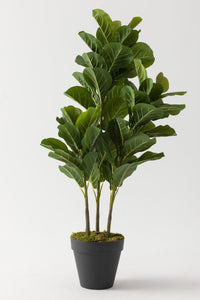 Yapay Kauçuk Ağacı 120 Cm