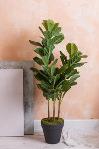 Yapay Kauçuk Ağacı 120 Cm