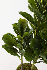 Yapay Kauçuk Ağacı 120 Cm