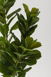 Yapay Kauçuk Ağacı 140 Cm