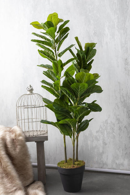 Yapay Kauçuk Ağacı 140 Cm (Saksısız)