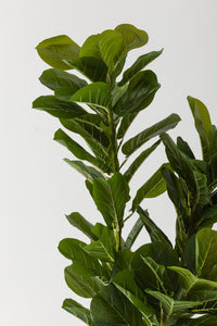 Yapay Kauçuk Ağacı 140 Cm (Saksısız)