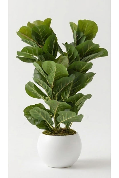 Yapay Kauçuk Ağacı