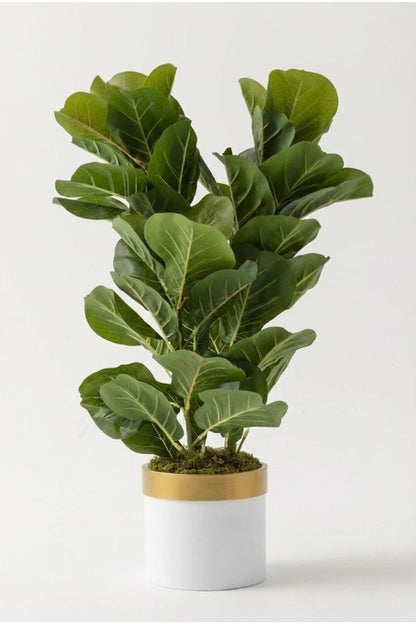 Yapay Kauçuk Ağacı