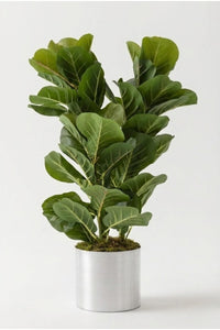 Yapay Kauçuk Ağacı