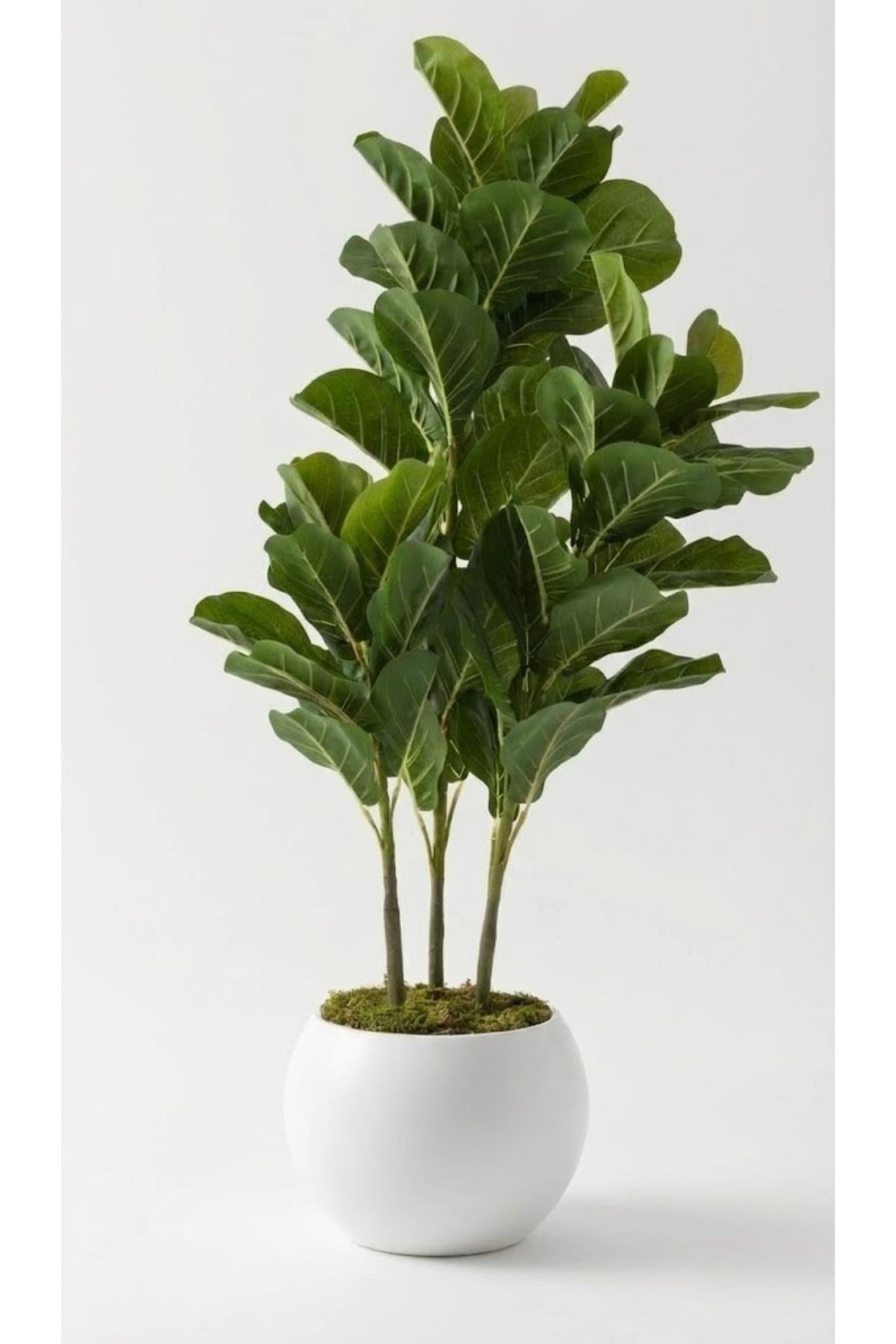 Yapay Kauçuk Ağacı