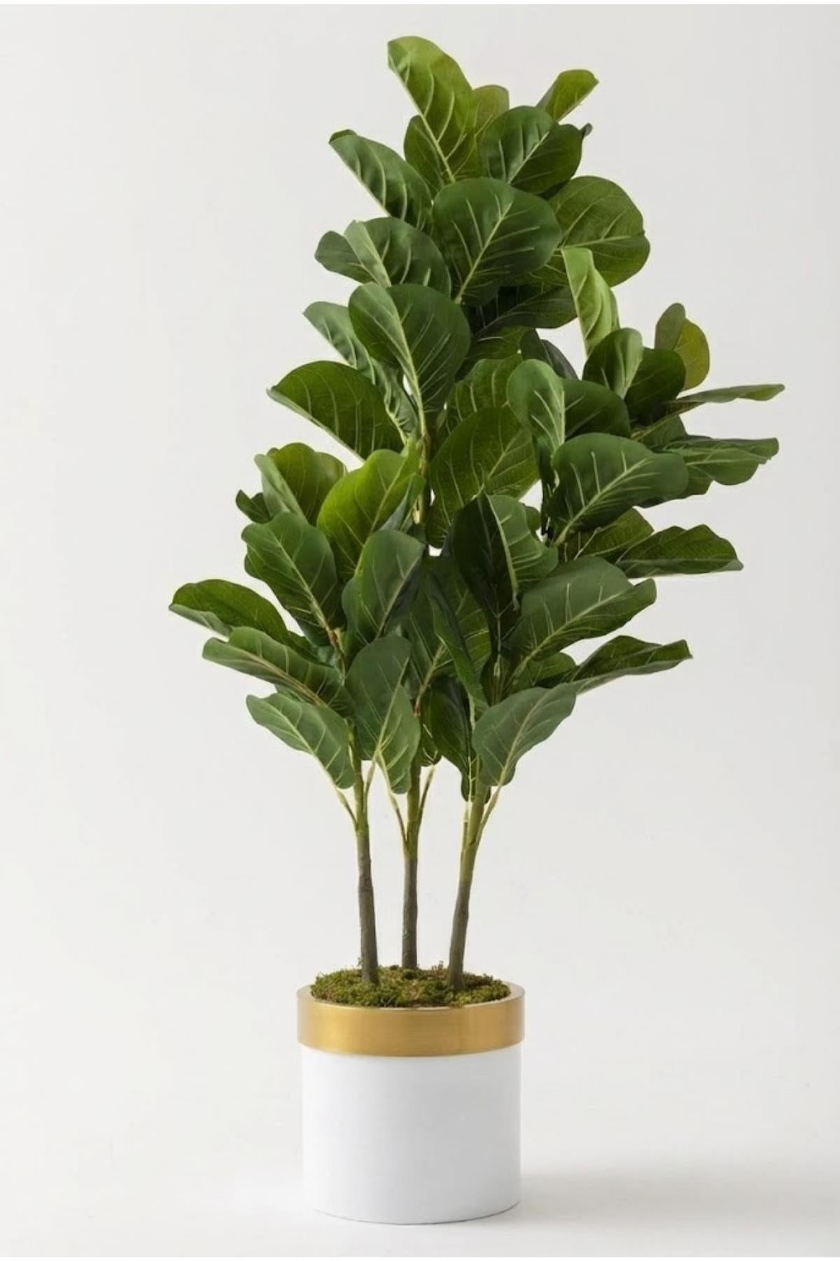 Yapay Kauçuk Ağacı