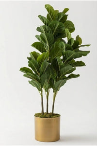 Yapay Kauçuk Ağacı