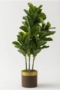 Yapay Kauçuk Ağacı