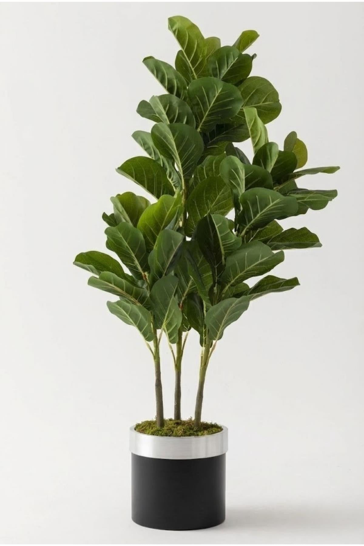 Yapay Kauçuk Ağacı