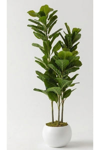 Yapay Kauçuk Ağacı