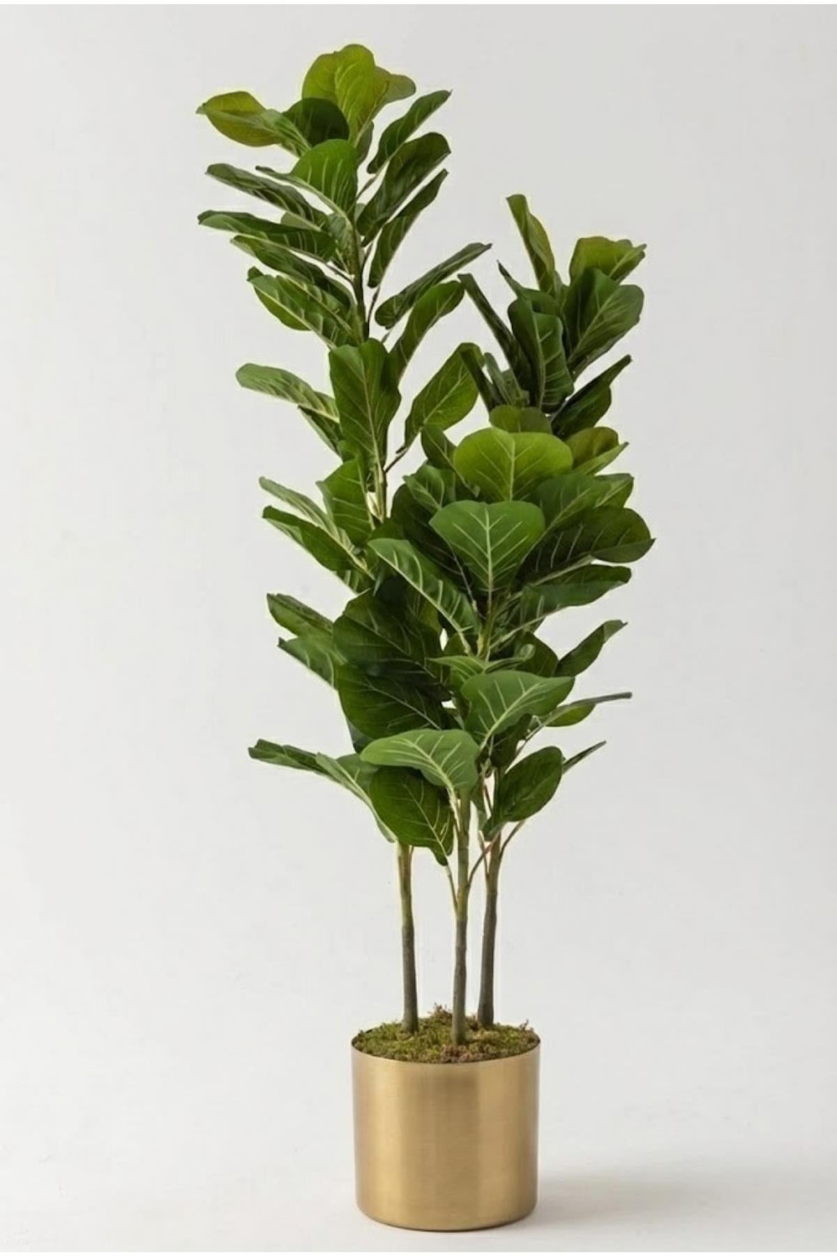 Yapay Kauçuk Ağacı