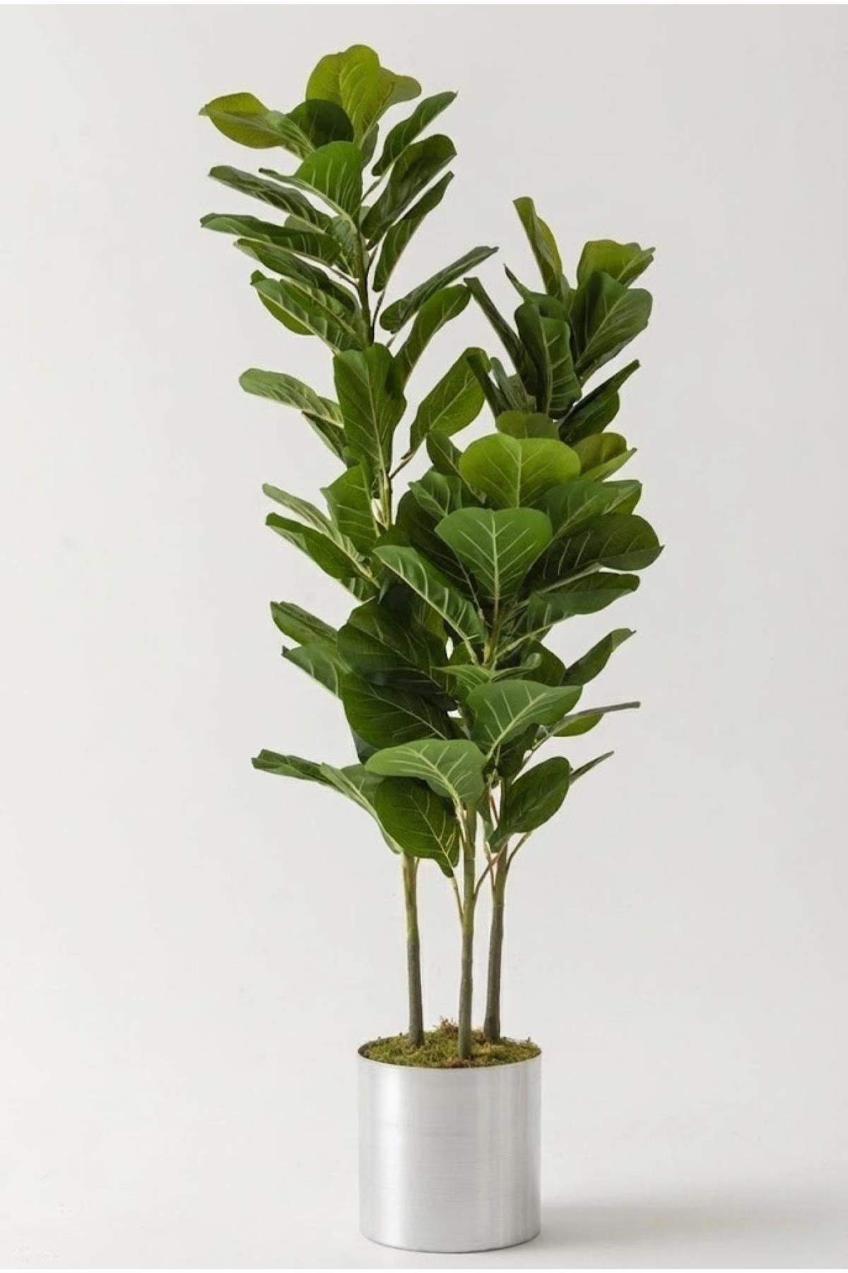 Yapay Kauçuk Ağacı