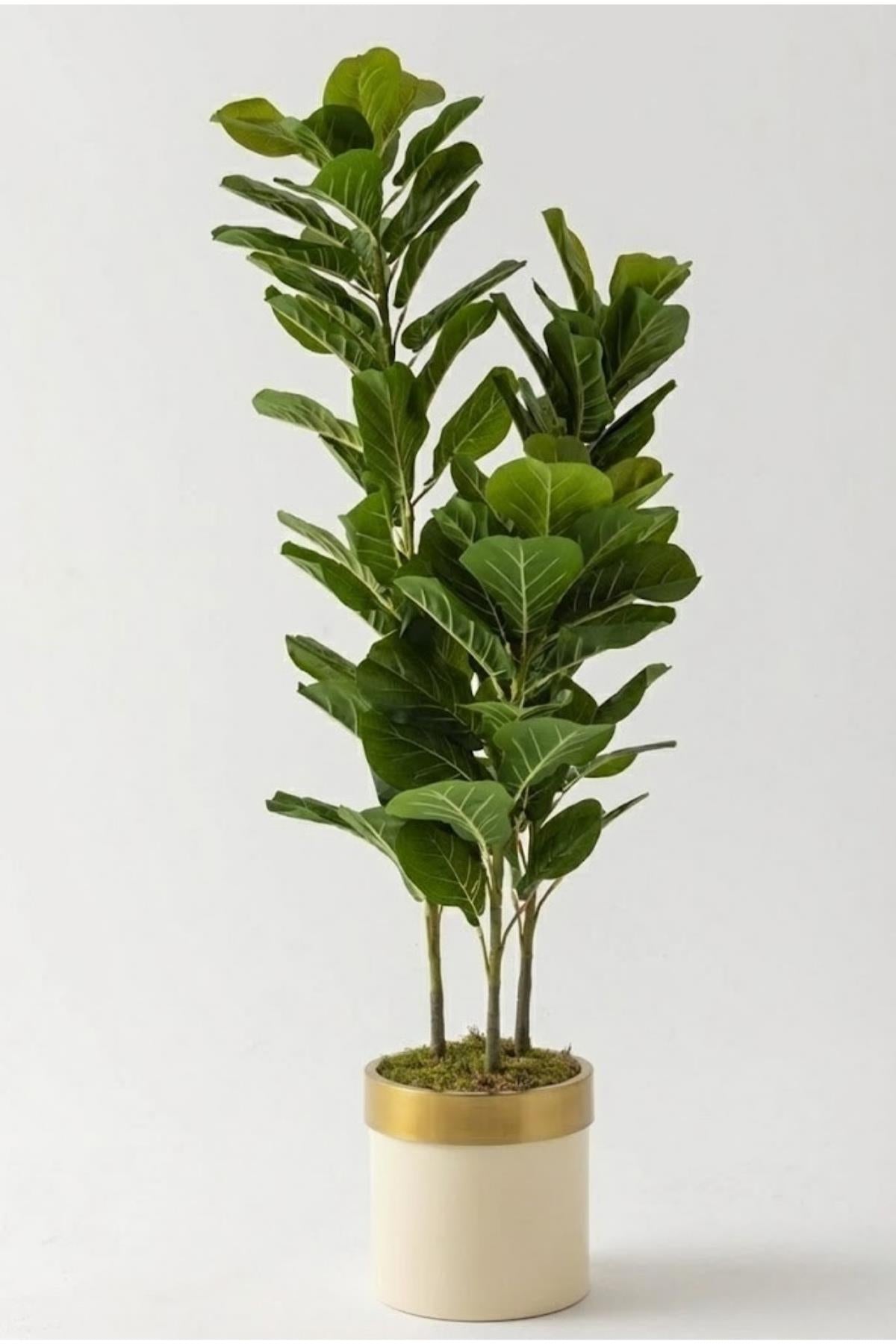 Yapay Kauçuk Ağacı