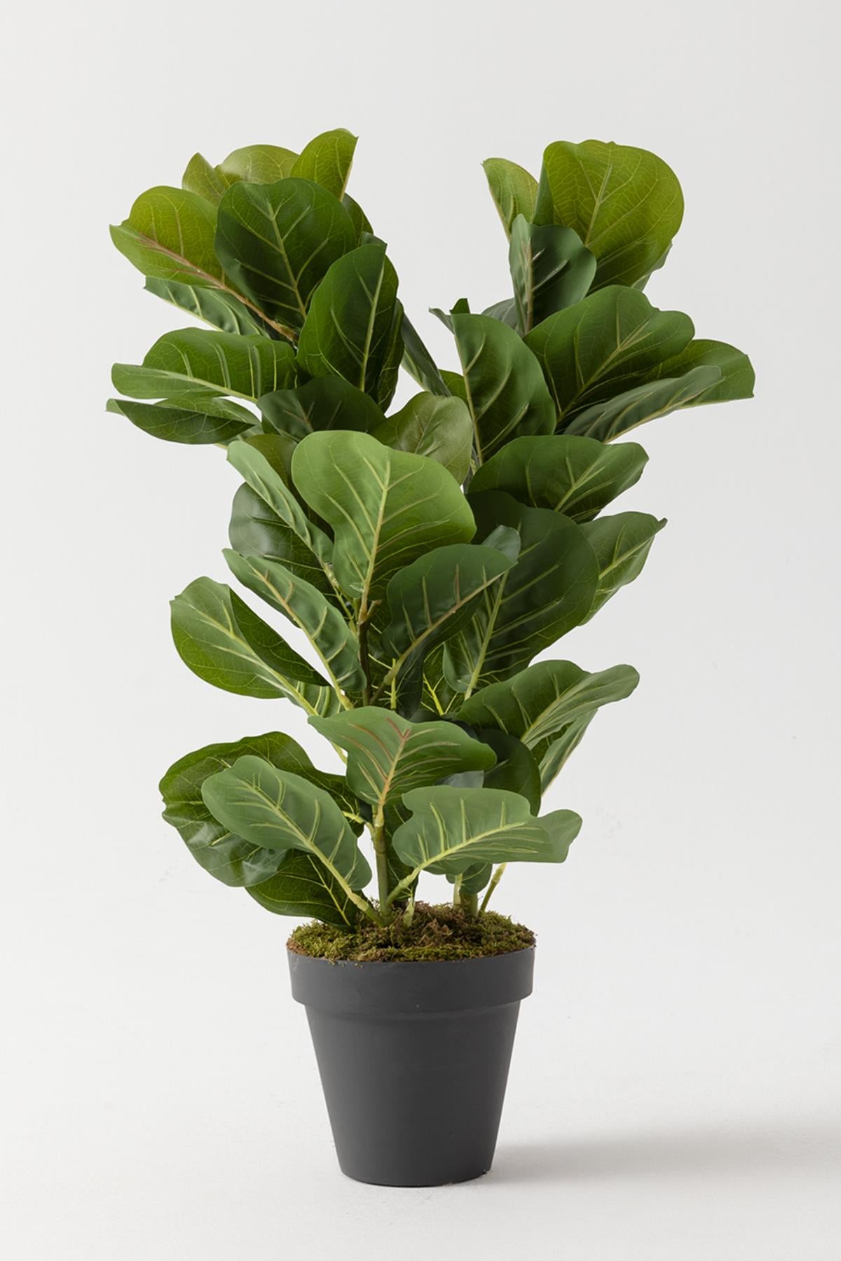 Yapay Kauçuk Ağacı 80 Cm (Saksısız)