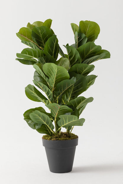 Yapay Kauçuk Ağacı 80 Cm (Saksısız)