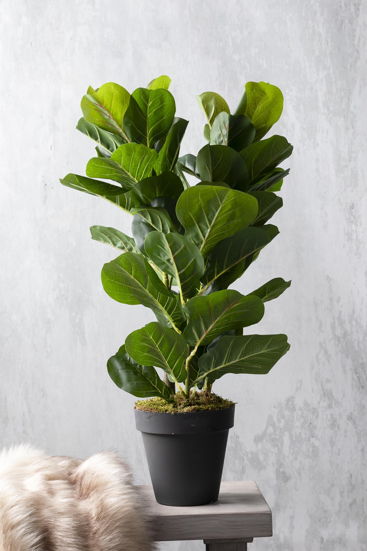 Yapay Kauçuk Ağacı 80 Cm (Saksısız)