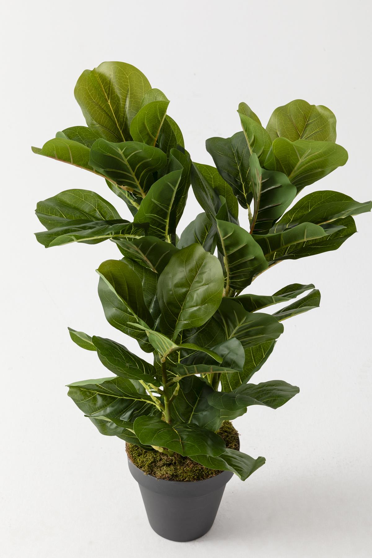 Yapay Kauçuk Ağacı 80 Cm (Saksısız)