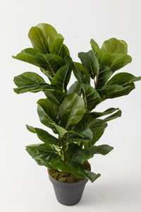 Yapay Kauçuk Ağacı 80 Cm (Saksısız)