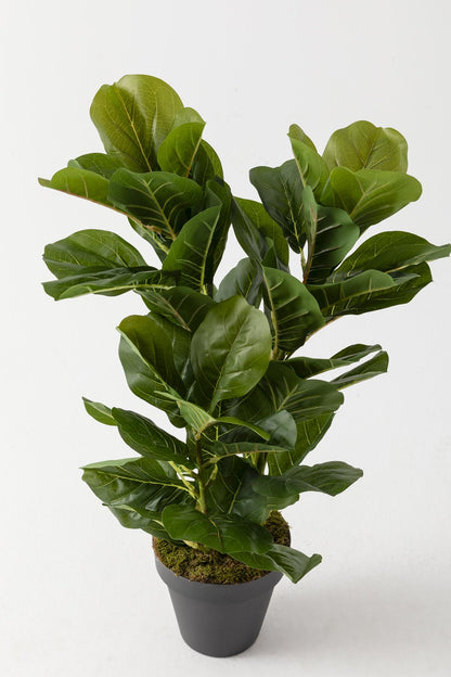 Yapay Kauçuk Ağacı 80 Cm (Saksısız)