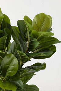 Yapay Kauçuk Ağacı 80 Cm (Saksısız)