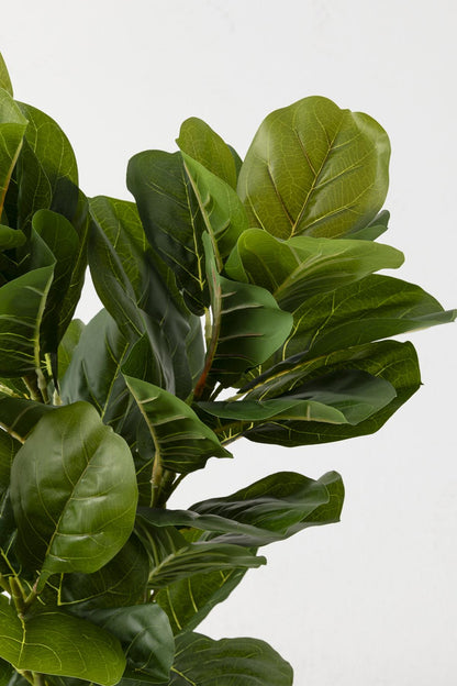 Yapay Kauçuk Ağacı 80 Cm (Saksısız)