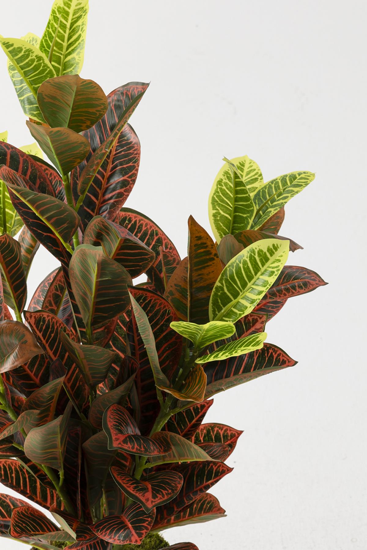 Yapay Kauçuk Ağacı Kırmızı 80 Cm