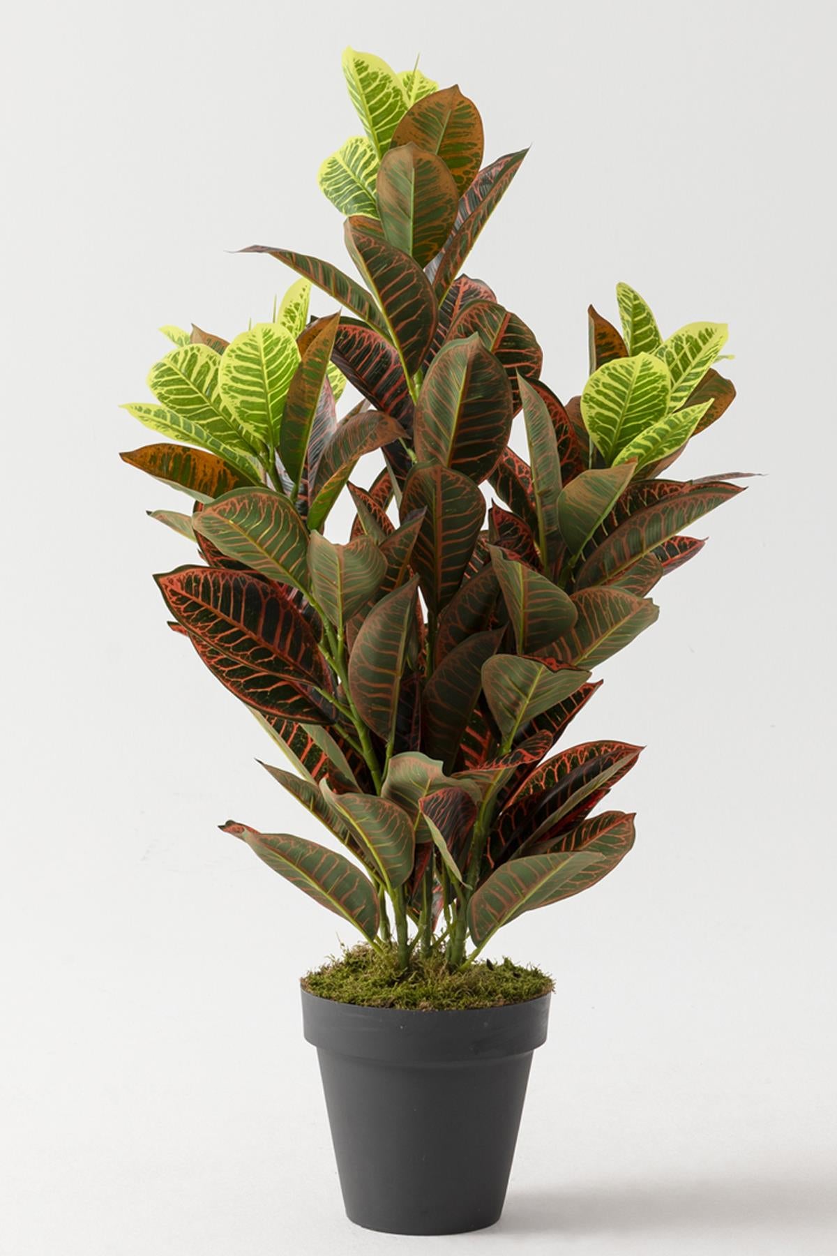 Yapay Kauçuk Ağacı Kırmızı 80 Cm (Saksısız)