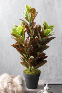 Yapay Kauçuk Ağacı Kırmızı 80 Cm (Saksısız)