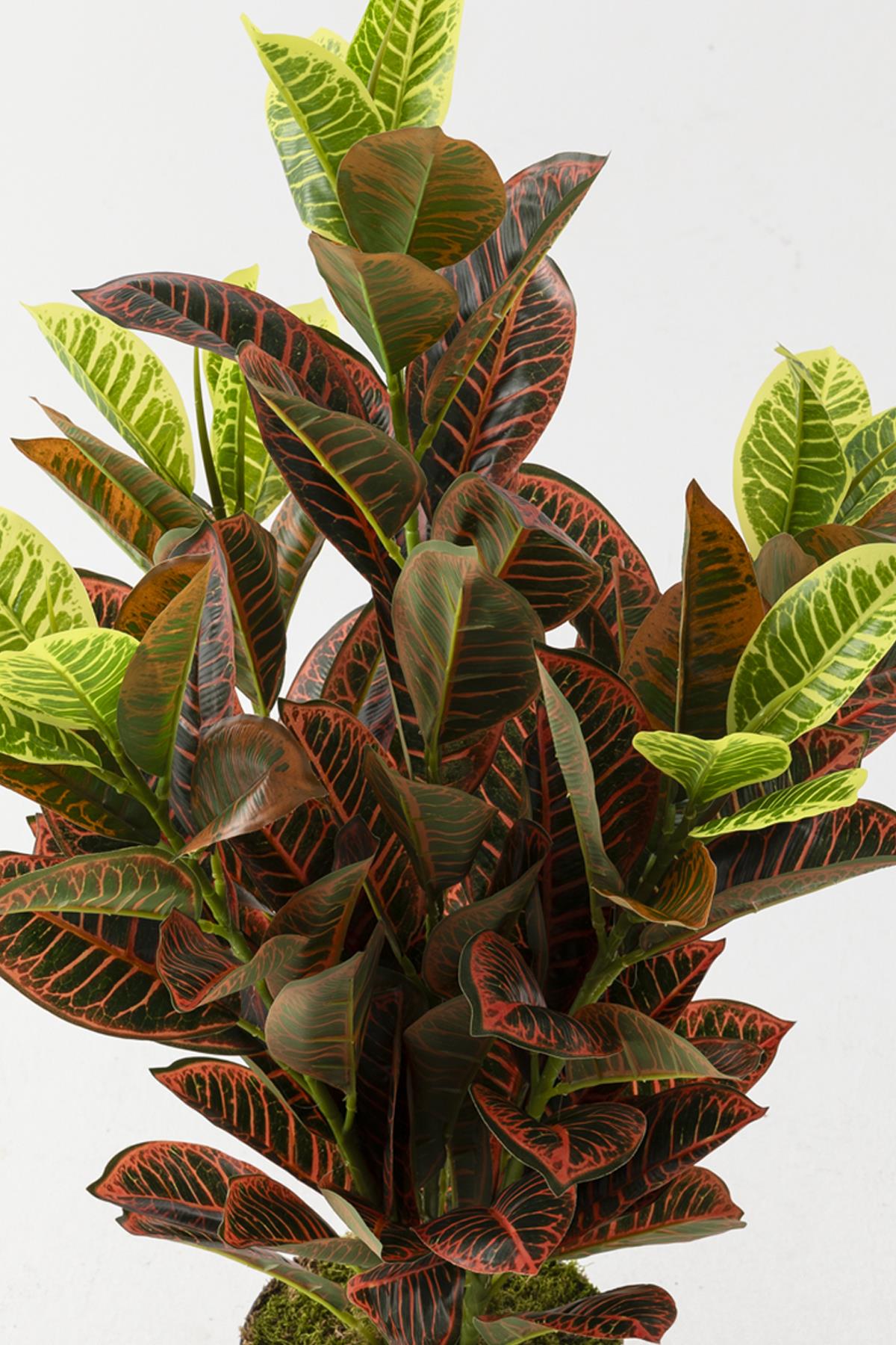 Yapay Kauçuk Ağacı Kırmızı 80 Cm (Saksısız)