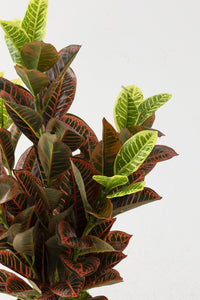 Yapay Kauçuk Ağacı Kırmızı 80 Cm (Saksısız)