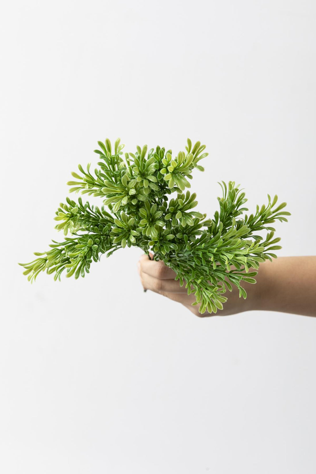 Yapay Latus Demeti Yeşil 35 Cm 5 Dal (Uv)