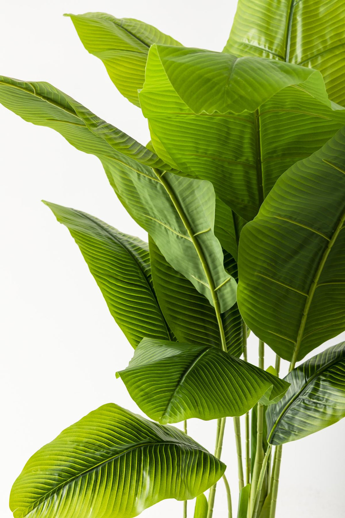 Yapay Muz Ağacı 160 Cm Krem Gold Metal Saksı