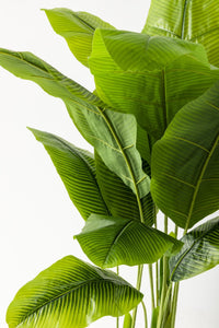 Yapay Muz Ağacı 160 Cm Krem Gold Metal Saksı