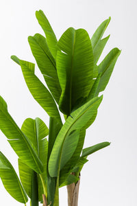 Yapay Muz Ağacı 160 Cm Küre Plastik Saksı