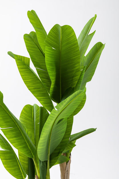 Yapay Muz Ağacı 160 Cm Küre Plastik Saksı