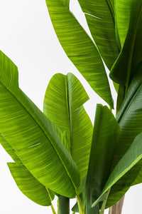 Yapay Muz Ağacı 160 Cm Küre Plastik Saksı