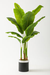 Yapay Muz Ağacı 160 Cm Siyah Metal Saksı