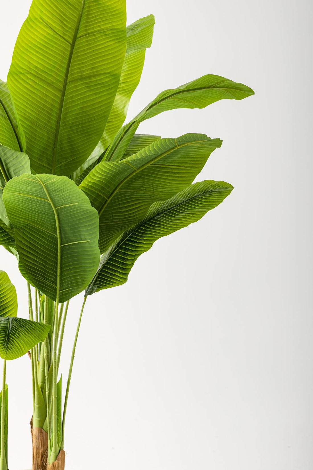 Yapay Muz Ağacı 180 Cm 13 Yaprak Balon Saksı