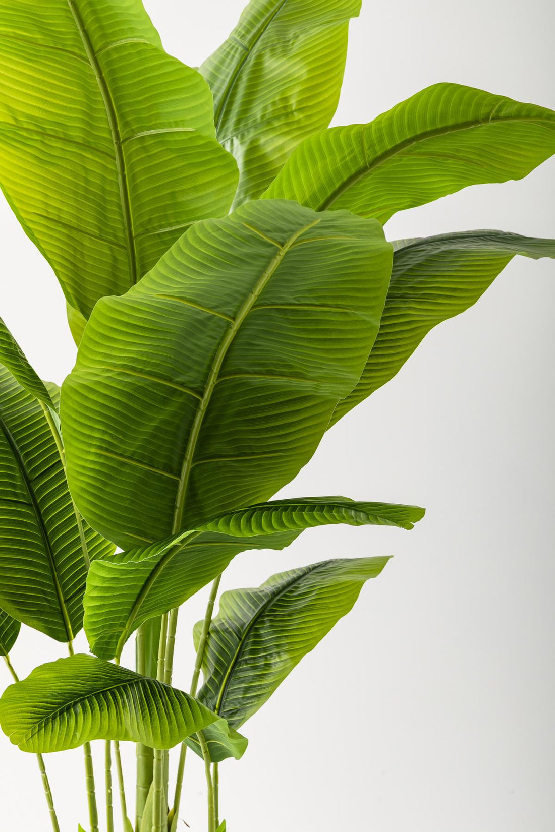 Yapay Muz Ağacı 180 Cm 13 Yaprak Balon Saksı