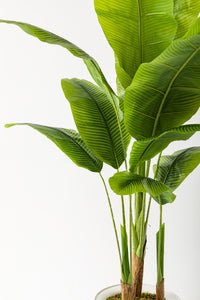 Yapay Muz Ağacı 180 Cm 13 Yaprak Beyaz Balon Saksı