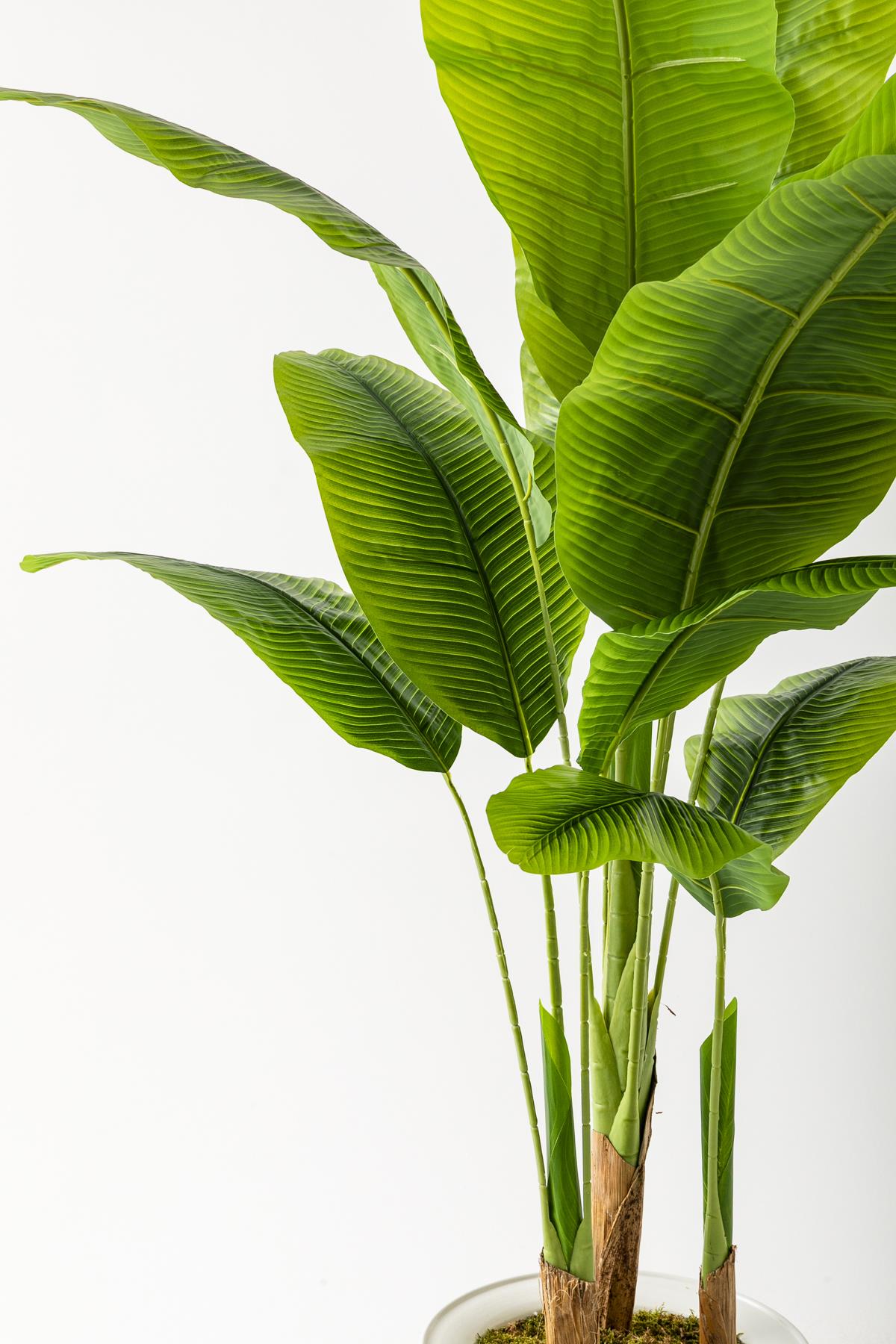 Yapay Muz Ağacı 180 Cm 13 Yaprak Beyaz Balon Saksı